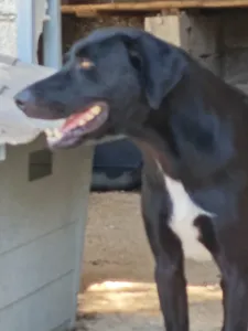 Hund Max adoptieren