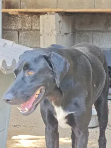Hund Max adoptieren