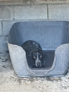 Hund Irma adoptieren