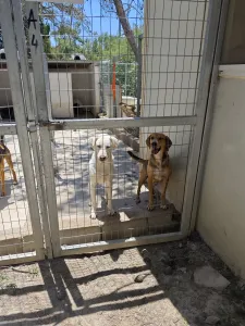 Adoptionsprofil für Nor