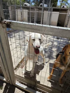 Adoptionsprofil für Axi