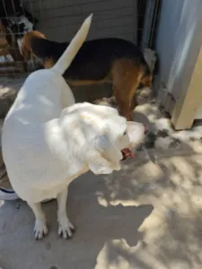 Hund Axi adoptieren