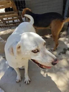 Hund Axi adoptieren
