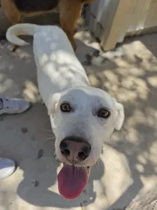 Hund Axi adoptieren