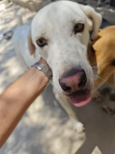 Hund Axi adoptieren