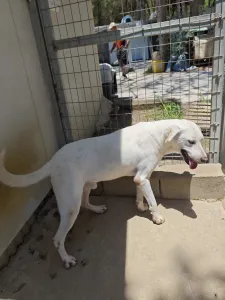 Hund Axi adoptieren
