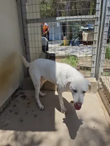 Hund Axi adoptieren