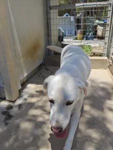 Hund Axi adoptieren