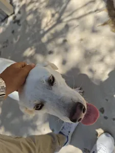 Hund Axi adoptieren