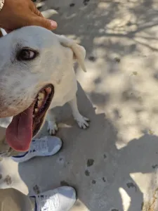 Hund Axi adoptieren