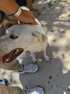 Hund Axi adoptieren