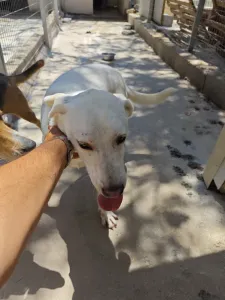 Hund Axi adoptieren