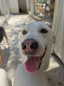 Hund Axi adoptieren