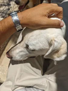 Hund Axi adoptieren