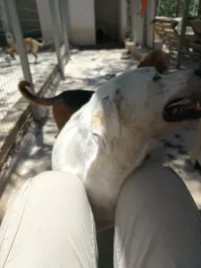 Hund Axi adoptieren