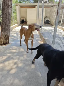 Adoptionsprofil für Amo