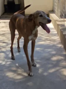 Adopt Amo