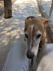 Adopt Amo