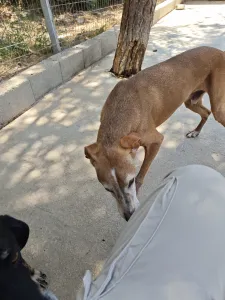 Adopt Amo