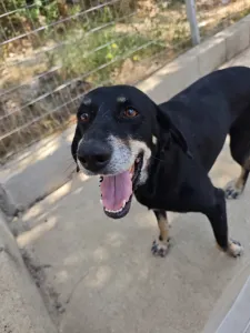 Adopt Poco