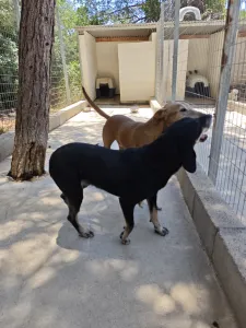 Adopt Poco