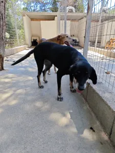 Adopt Poco