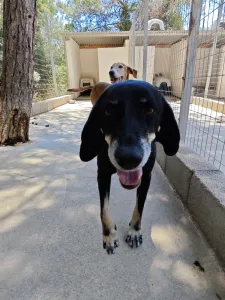 Adoptionsprofil für Poco