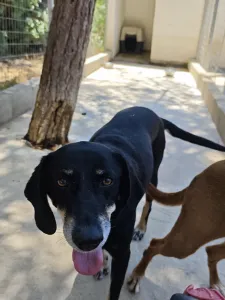 Adopt Poco