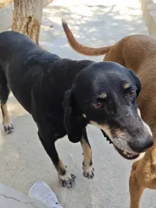 Adopt Poco