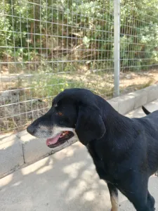 Adopt Poco