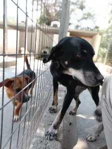 Adopt Poco