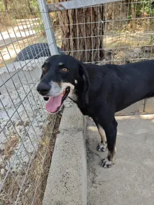 Adopt Poco