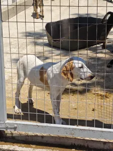 Adopt Molly