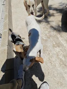 Adopt Molly