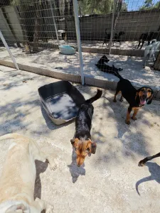 Hund Gek adoptieren