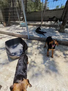 Hund Gek adoptieren
