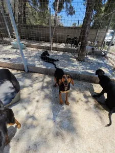 Hund Gek adoptieren