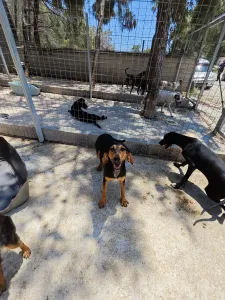 Hund Gek adoptieren