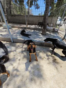 Hund Gek adoptieren