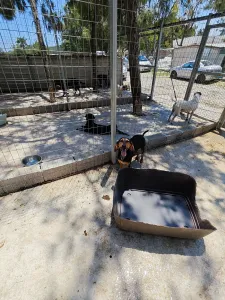 Hund Gek adoptieren