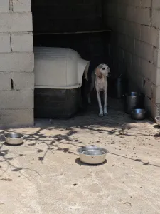 Adopt Roc
