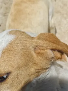Adopt Molly