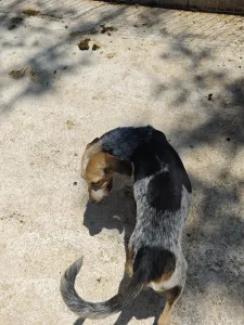 Adoptie hond Pony