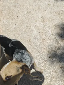 Adoptie hond Pony