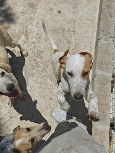 Adopt Molly