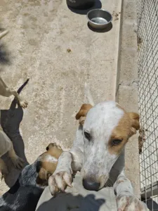 Adopt Molly