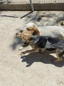 Adopt Molly