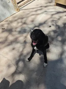 Adoptionsprofil für Simba