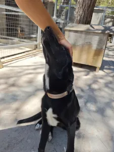 Hund Simba adoptieren