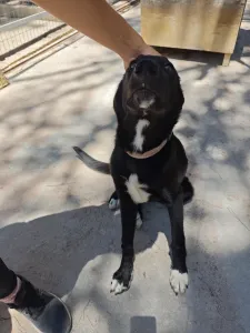 Hund Simba adoptieren